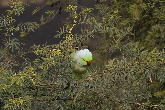 Keoladeo national park-152